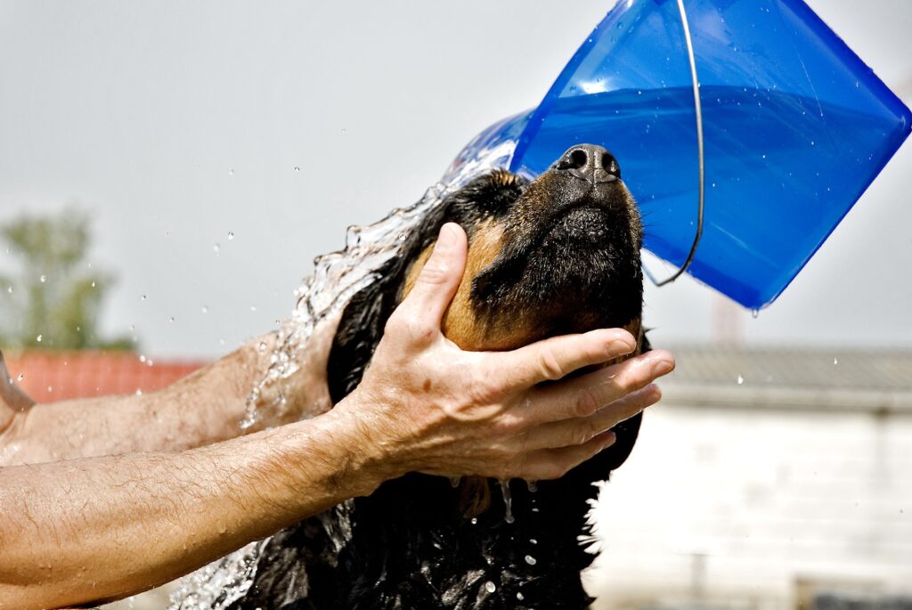 Why Your Multifamily Property Needs a Dog Washing Station